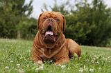 DOGUE DE BORDEAUX 268